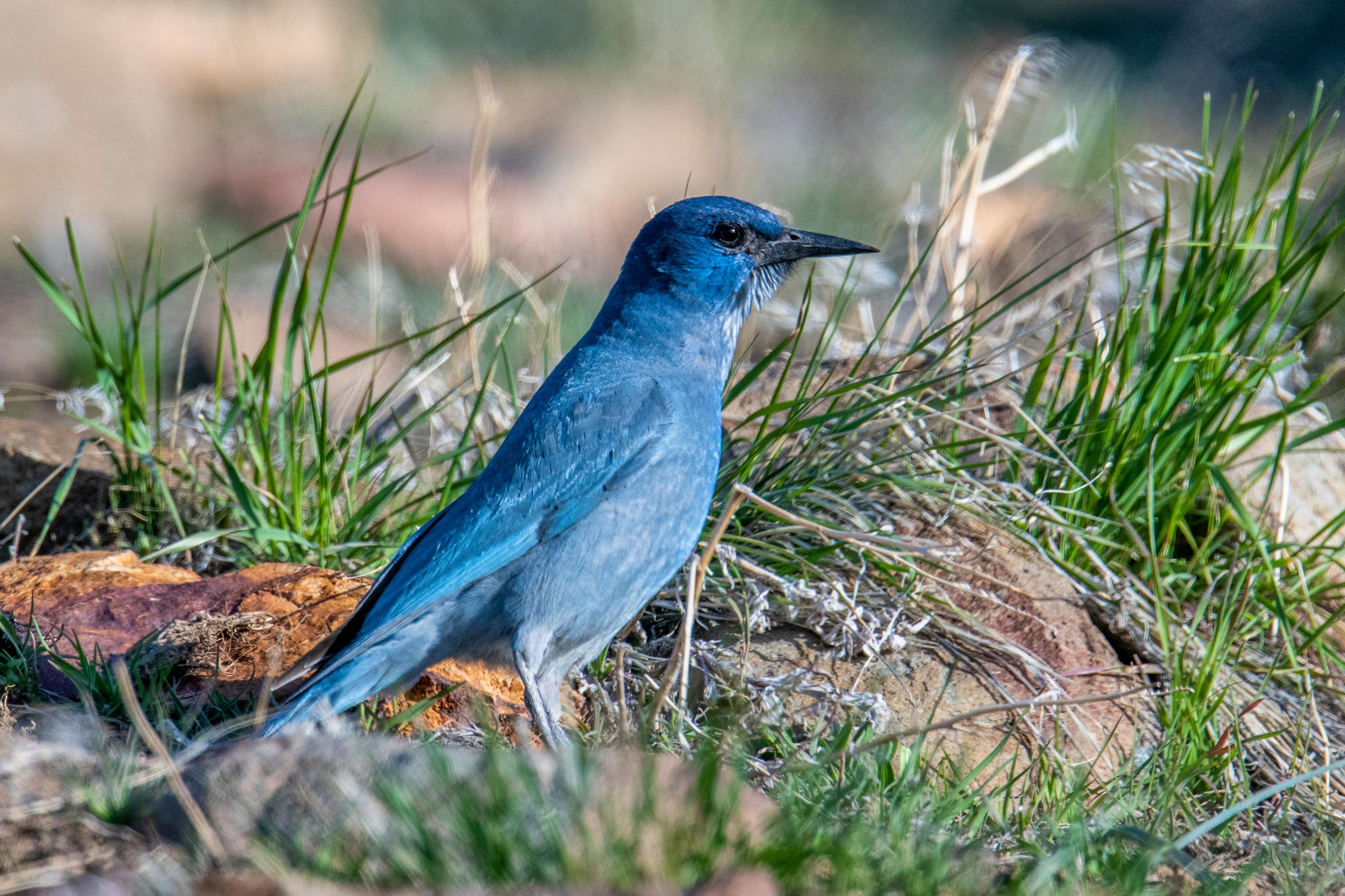  Peavine Pines, Nevada -  by JC Bleam.jpg